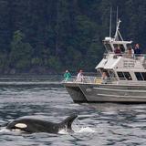 Whale Watching!