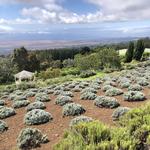 Ali'i Kula Lavender Farm