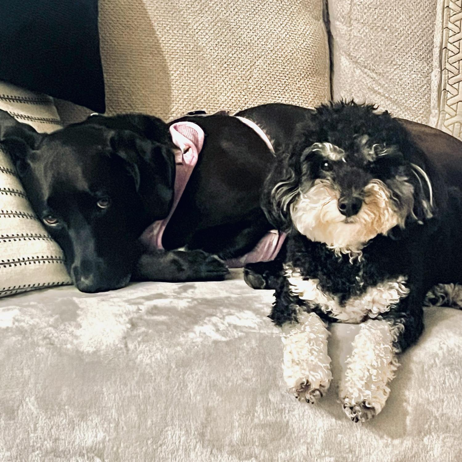 Mavi and Stef’s moms dog Darcy