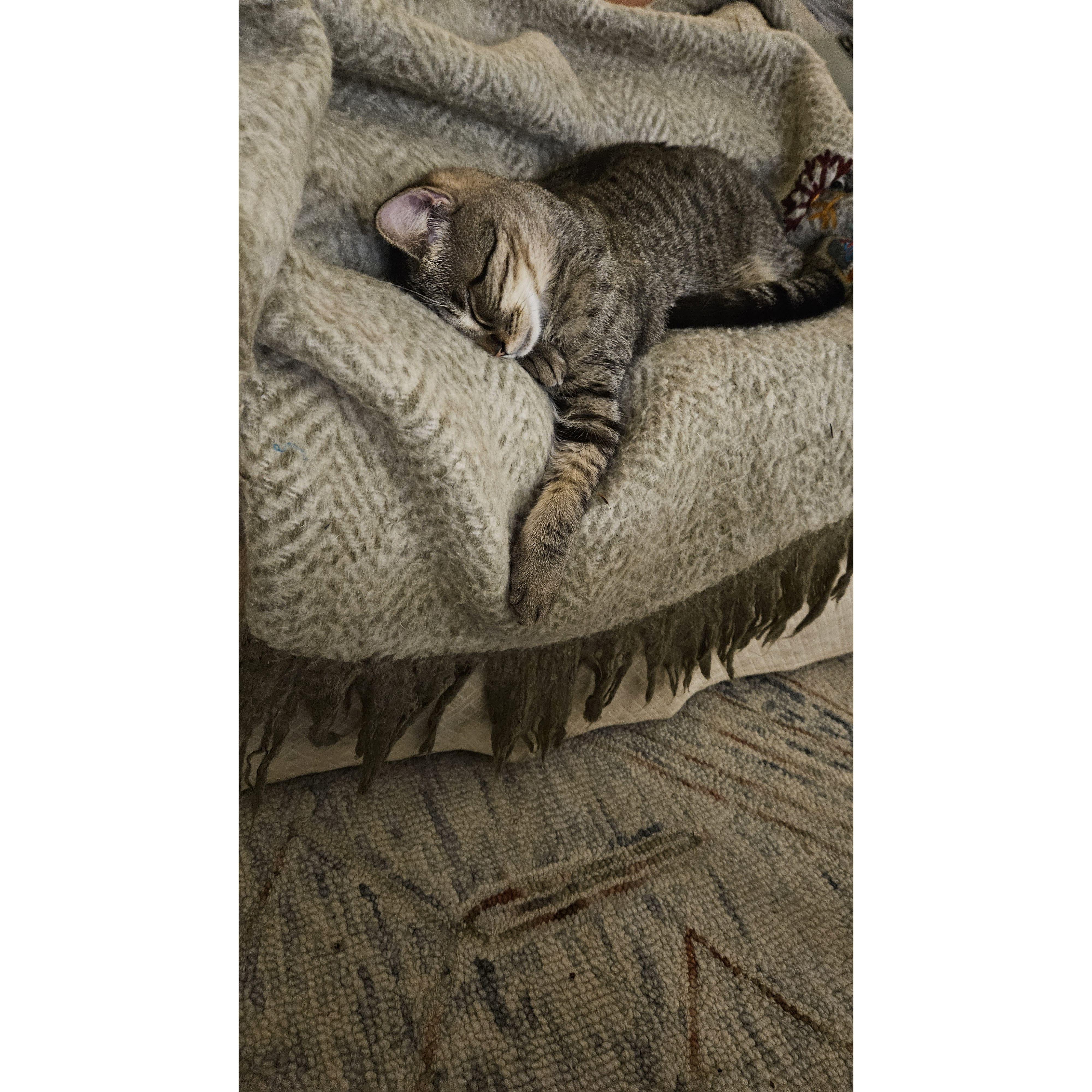 Teto is the newest addition to our family, and we couldn't love him more.