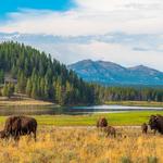 Yellowstone National Park