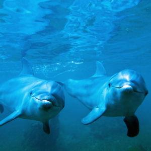 Help Lyndsey See Dolphins!🐬
