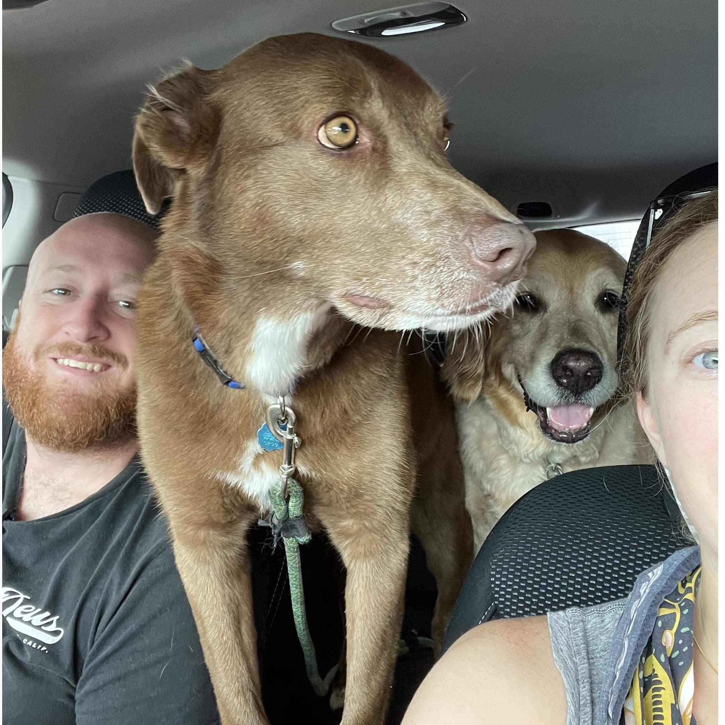 So much dog