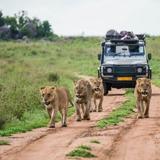 Saadani National Park