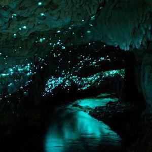 Waitomo Glowworm Cave Tour