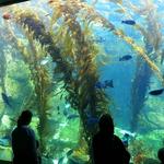 Birch Aquarium