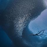 Sardine Run