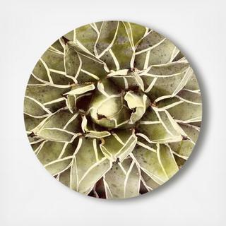 Cactus Flower Circle Acrylic Art