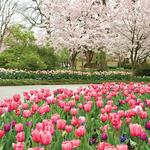 The Dallas Arboretum and Botanical Garden