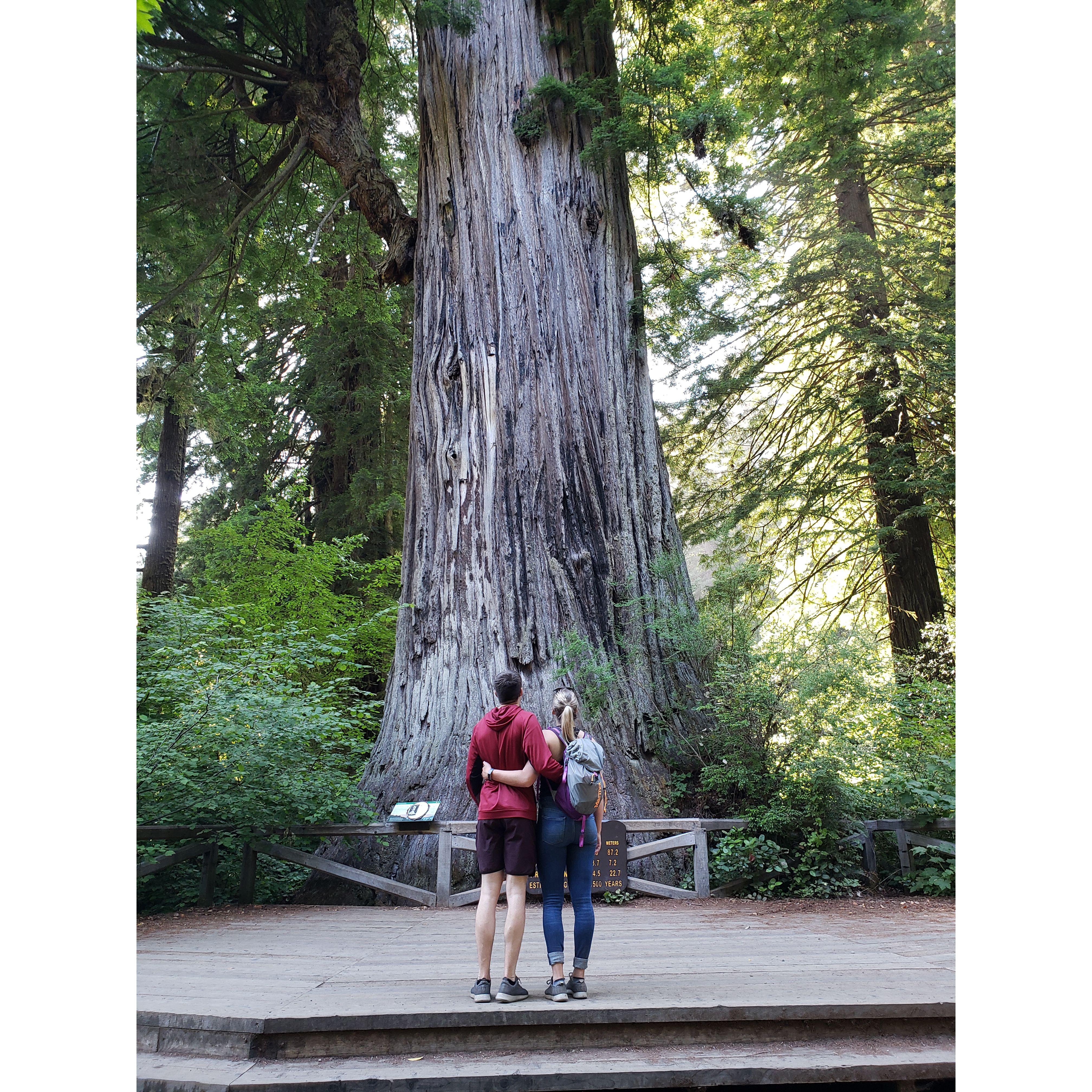 We went to see the red woods