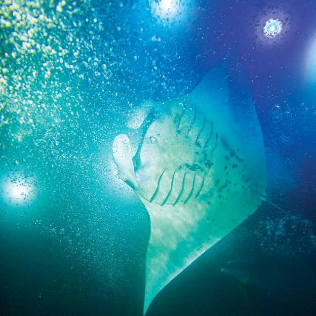 Night Snorkel with Manta Rays on Honeymoon