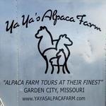 Yaya's Alpaca Farm