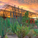 Desert Botanical Garden