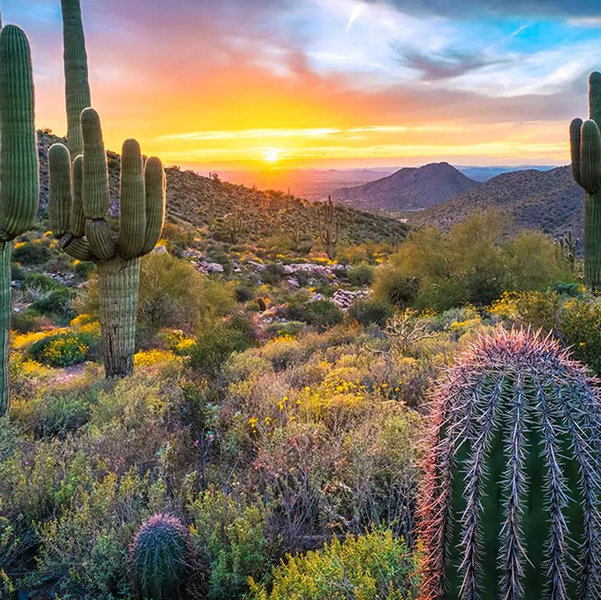 Honeymoon in Arizona 🌵🏜️