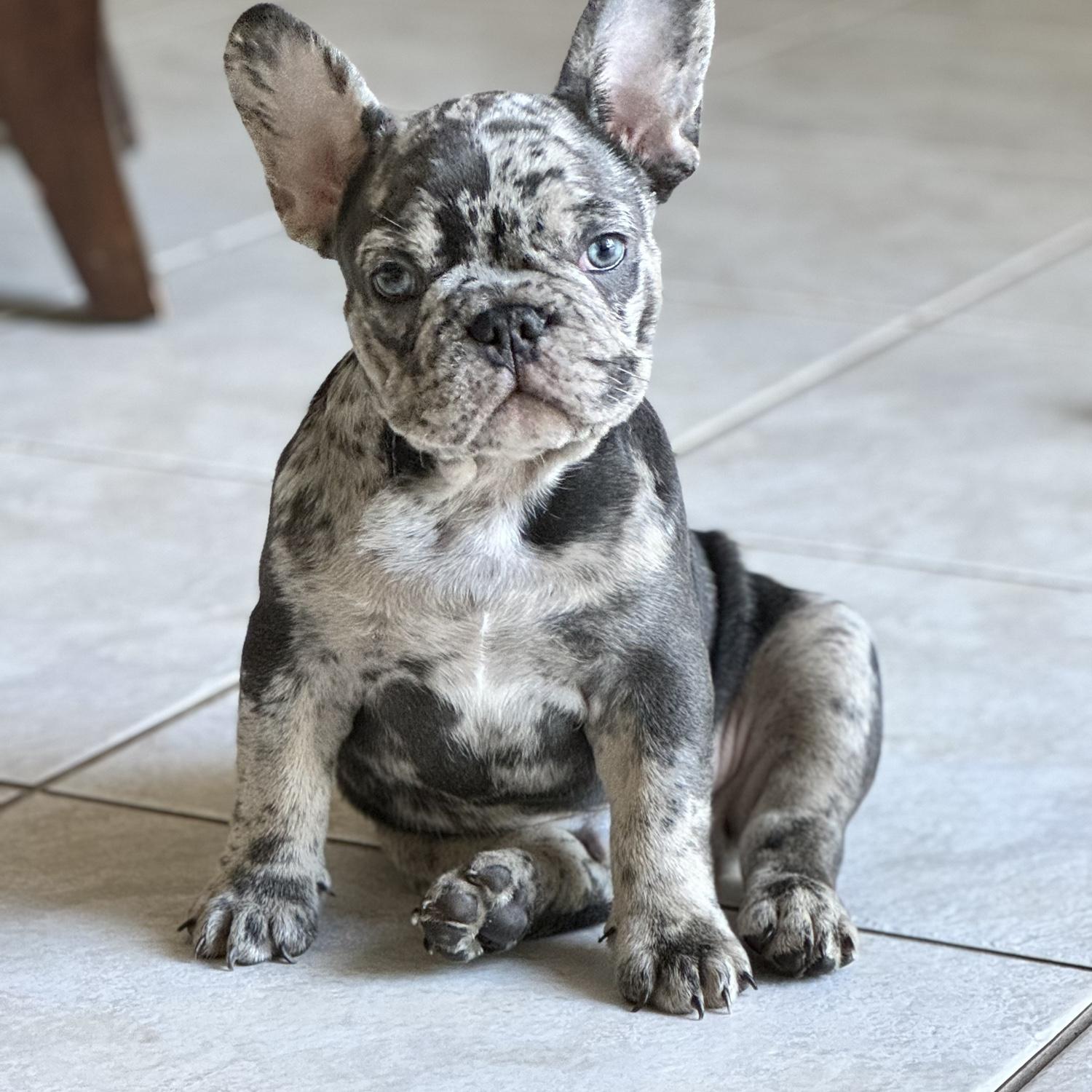 Our smallest terror- Jaq