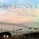 Round Rock Bats