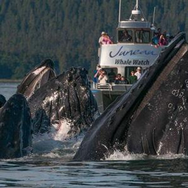 Juneau Whale Watch Tour for 2 (Alaskan Honeymoon)