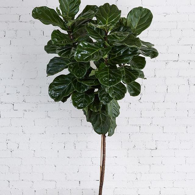 Ficus Lyrata
