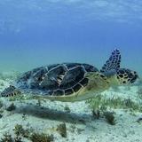 Cancun Caribbean Sea and Cenote Half-Day Snorkeling Tour