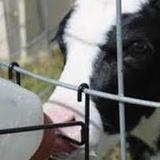 Perrydell Farm and Dairy