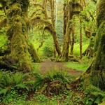 Hiking in Olympic National Park