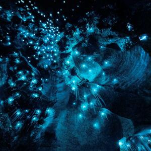 Glowworm Cave tour