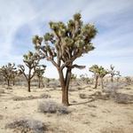 Joshua Tree National Park