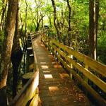 Six Mile Cypress Slough Preserve