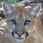 Big Cat Rescue