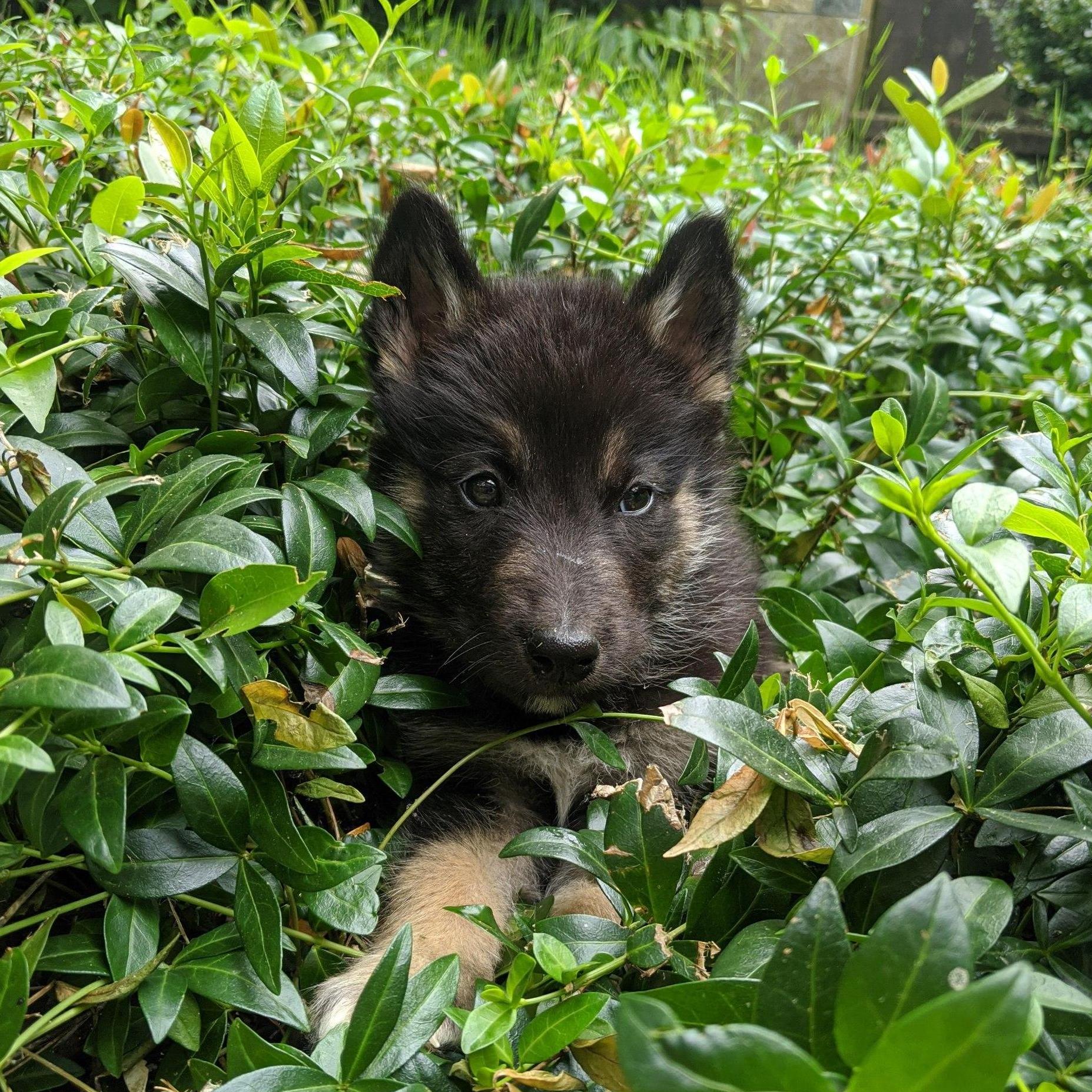 Portland, OR July 2020
The newest addition to our family- Lincoln the German Shepherd Siberian Husky.