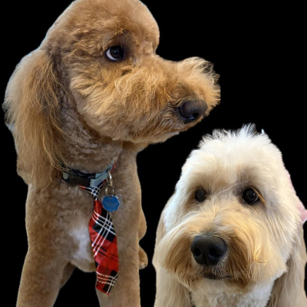 Dog Fund