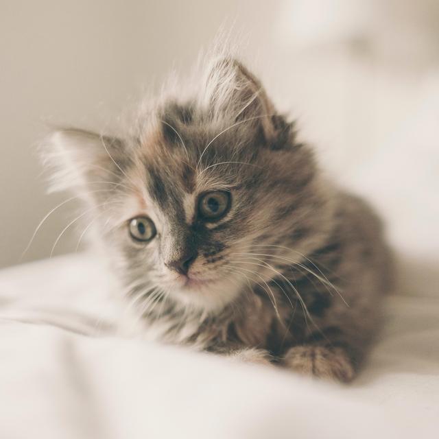 Our New Kitten