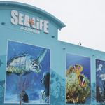 SEA LIFE Michigan Aquarium