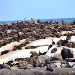 Seal Island Boat Trip