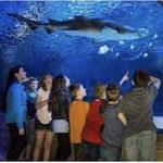 SEA LIFE Michigan Aquarium