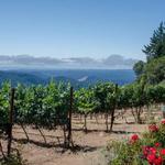 Wine Tasting on Summit Road