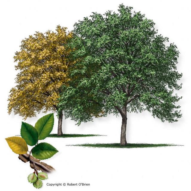 Cedar Elm Tree