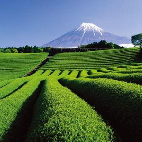 Tea Ceremony and Tour