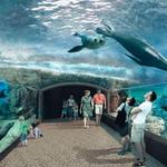 Visit the Houston Zoo