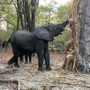 (Credit Card) African Safari Honeymoon + MGO 2027 (2.5% credit card fee)