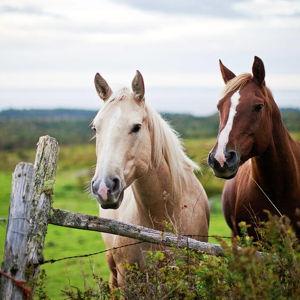 The Mane Event Fund