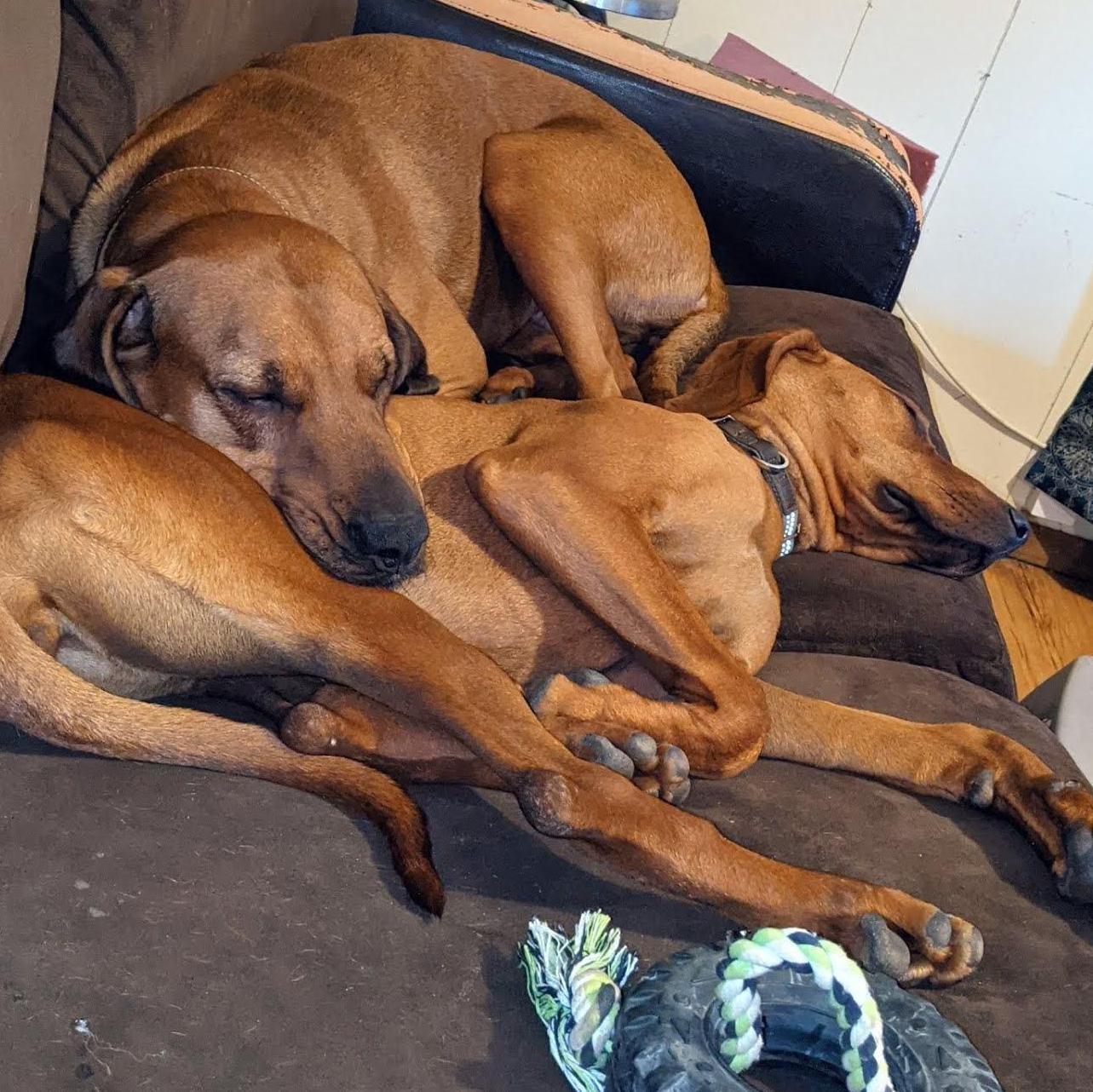 Our other two fur-children Amazon and Magnolia