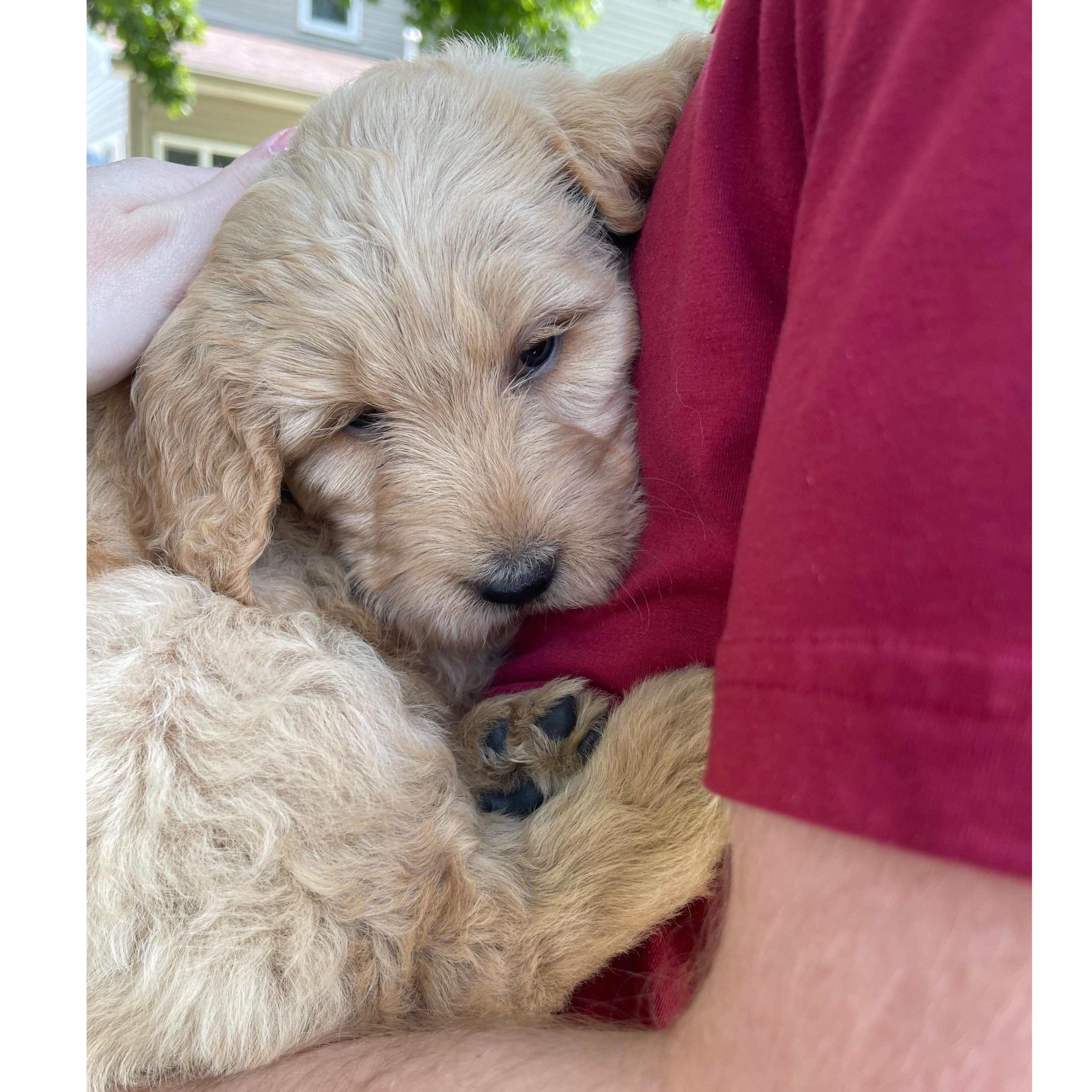 Brought our precious Penny home! 08/03/2021