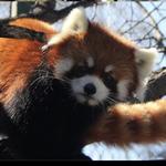Henry Vilas Zoo