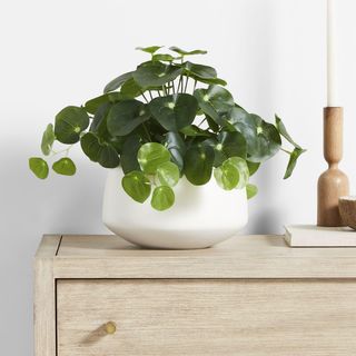 Potted Faux Pilea Plant in Pot
