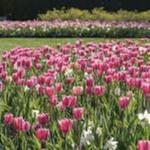 The Dallas Arboretum and Botanical Garden