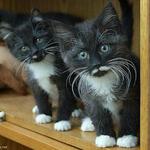 Best Friends Animal Society