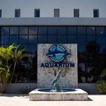 Mote Marine Laboratory & Aquarium