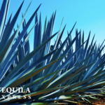 Tequila Express Train Tour