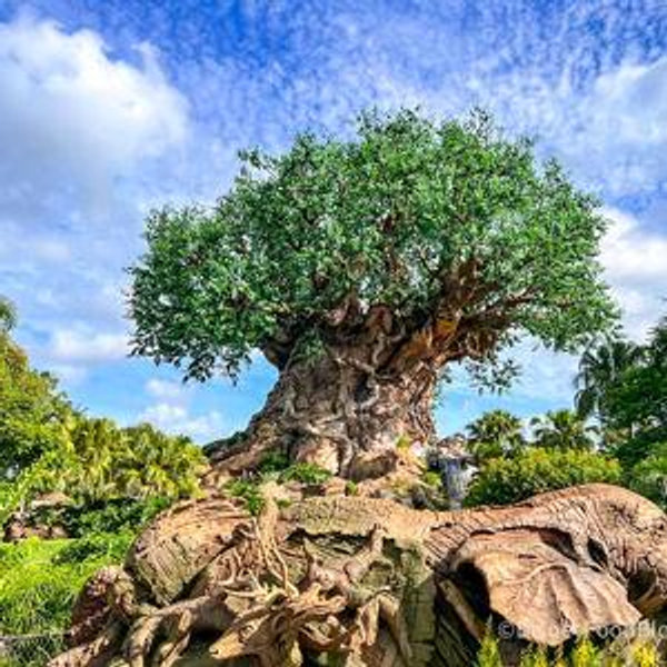 Dinner for Two: Animal Kingdom